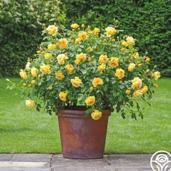 Golden Celebration®>Heirloom Roses Online
