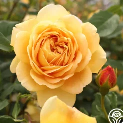 Golden Celebration®><noscript><img width=