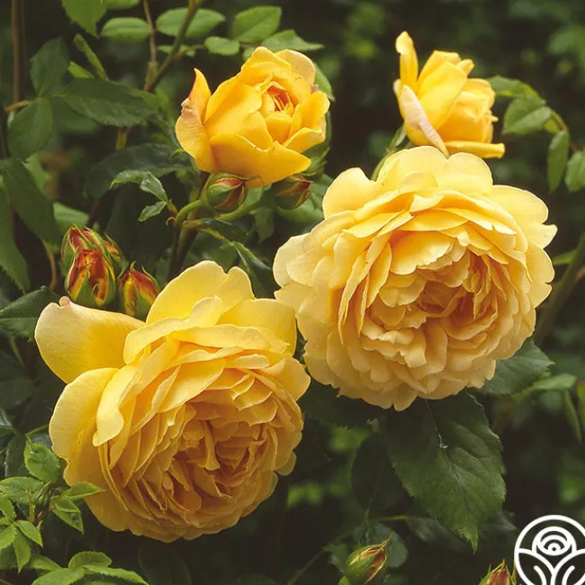 Golden Celebration®>Heirloom Roses Online