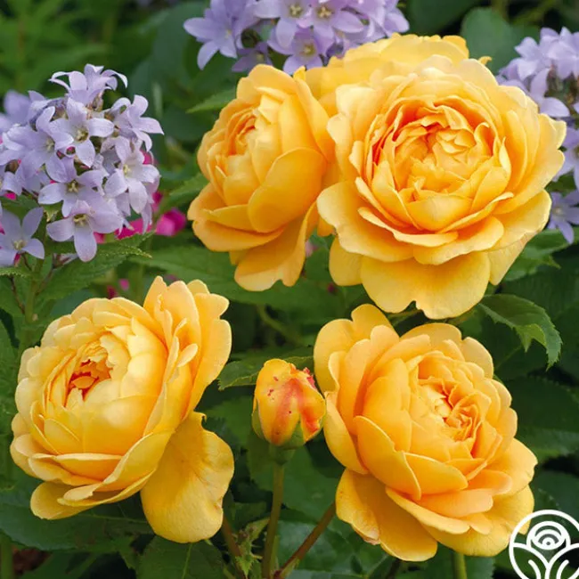 Golden Celebration®>Heirloom Roses Online
