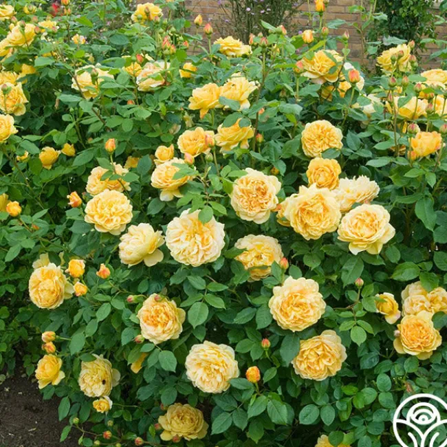 Golden Celebration®>Heirloom Roses Online