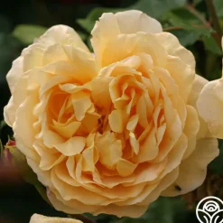 Golden Celebration®><noscript><img width=