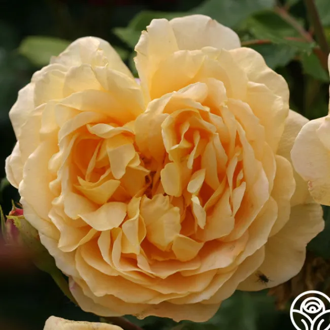 Golden Celebration®>Heirloom Roses Online