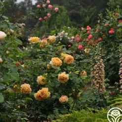 Golden Celebration®><noscript><img width=