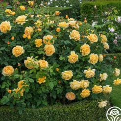 Golden Celebration®><noscript><img width=