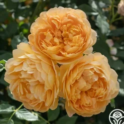Golden Celebration®><noscript><img width=