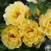 Golden Gate™>Heirloom Roses Sale
