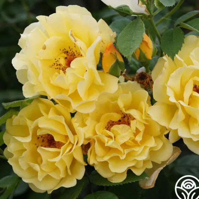 Golden Gate™>Heirloom Roses Sale