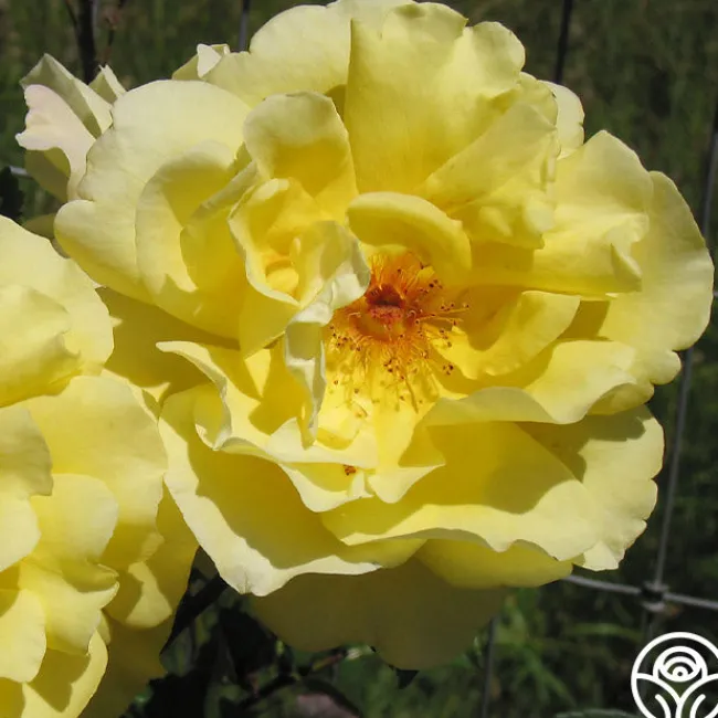 Golden Gate™>Heirloom Roses Sale