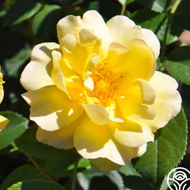 Golden Moss>Heirloom Roses Best