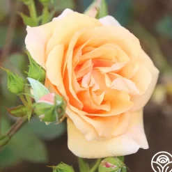 Golden Unicorn>Heirloom Roses Online