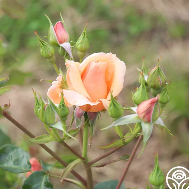 Golden Unicorn>Heirloom Roses Online