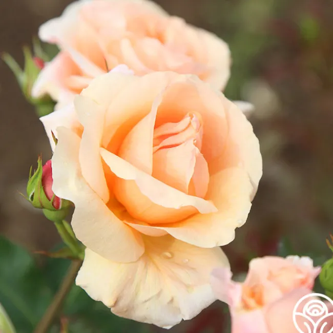 Golden Unicorn>Heirloom Roses Online