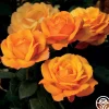 Good As Gold>Heirloom Roses