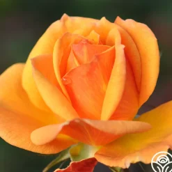 Good As Gold><noscript><img width=