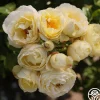 Good Ol' Summertime™>Heirloom Roses Best