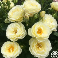 Good Ol' Summertime™>Heirloom Roses Best