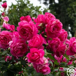 Grande Dame™>Heirloom Roses Online