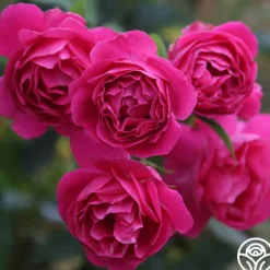 Grande Dame™><noscript><img width=