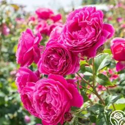 Grande Dame™><noscript><img width=