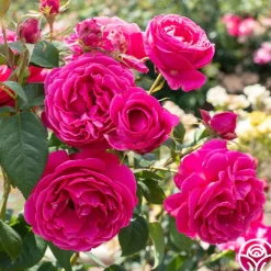 Grande Dame™><noscript><img width=