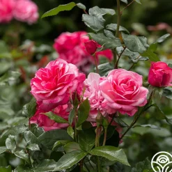 Grandma's Blessing><noscript><img width=