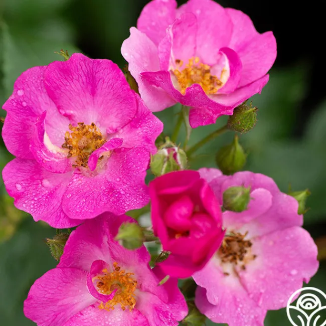 Grape Jelly™>Heirloom Roses Clearance