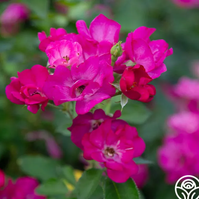 Grape Jelly™>Heirloom Roses Clearance