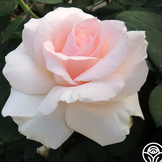 Great Century>Heirloom Roses Best