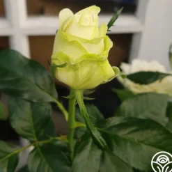 Green Romantica®><noscript><img width=