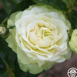 Green Romantica®><noscript><img width=