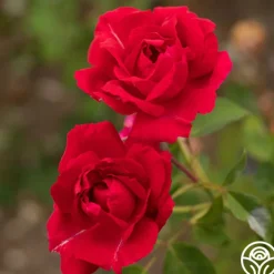 Griff's Red>Heirloom Roses Sale