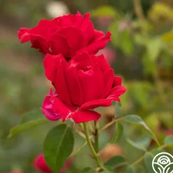 Griff's Red>Heirloom Roses Sale