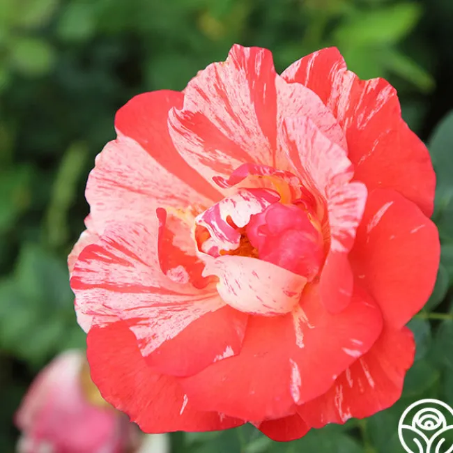 Grimaldi®>Heirloom Roses Sale