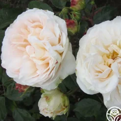 Gruss An Aachen><noscript><img width=