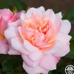 Gruss An Aachen><noscript><img width=