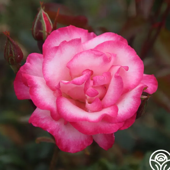 Handel>Heirloom Roses Online
