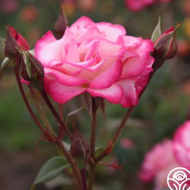 Handel>Heirloom Roses Online