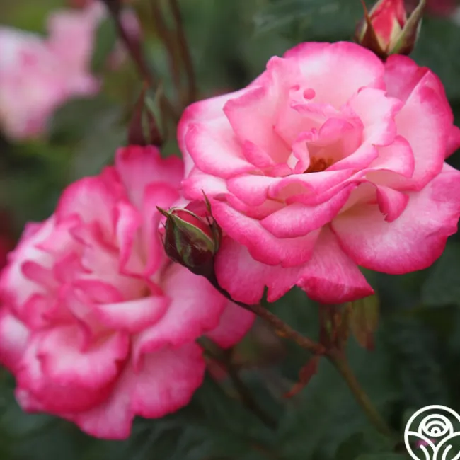 Handel>Heirloom Roses Online