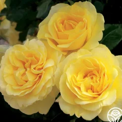 Happy Go Lucky™>Heirloom Roses