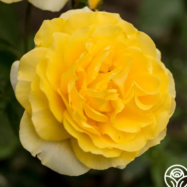 Happy Go Lucky™>Heirloom Roses