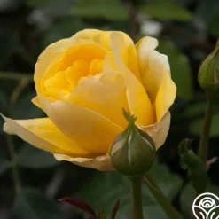 Happy Go Lucky™><noscript><img width=