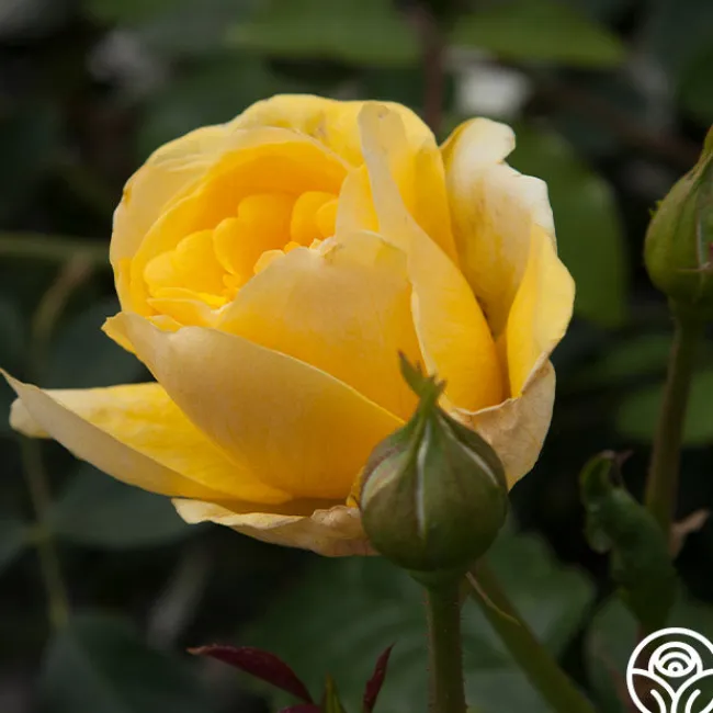 Happy Go Lucky™>Heirloom Roses
