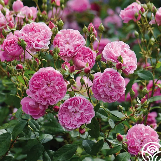 Harlow Carr™>Heirloom Roses Outlet