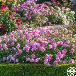 Harlow Carr™><noscript><img width=