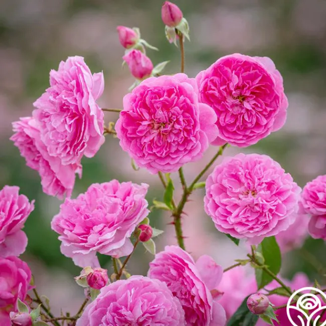 Harlow Carr™>Heirloom Roses Outlet