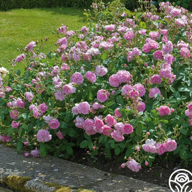Harlow Carr™>Heirloom Roses Outlet