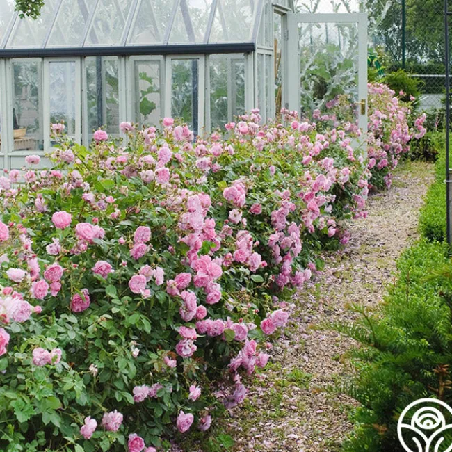 Harlow Carr™>Heirloom Roses Outlet