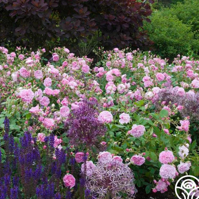 Harlow Carr™>Heirloom Roses Outlet