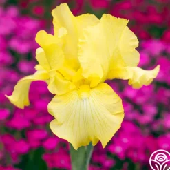 Harvest of Memories>Heirloom Roses Online